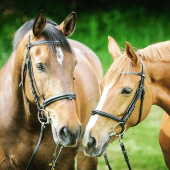 Equine Insurance FAQs Answered